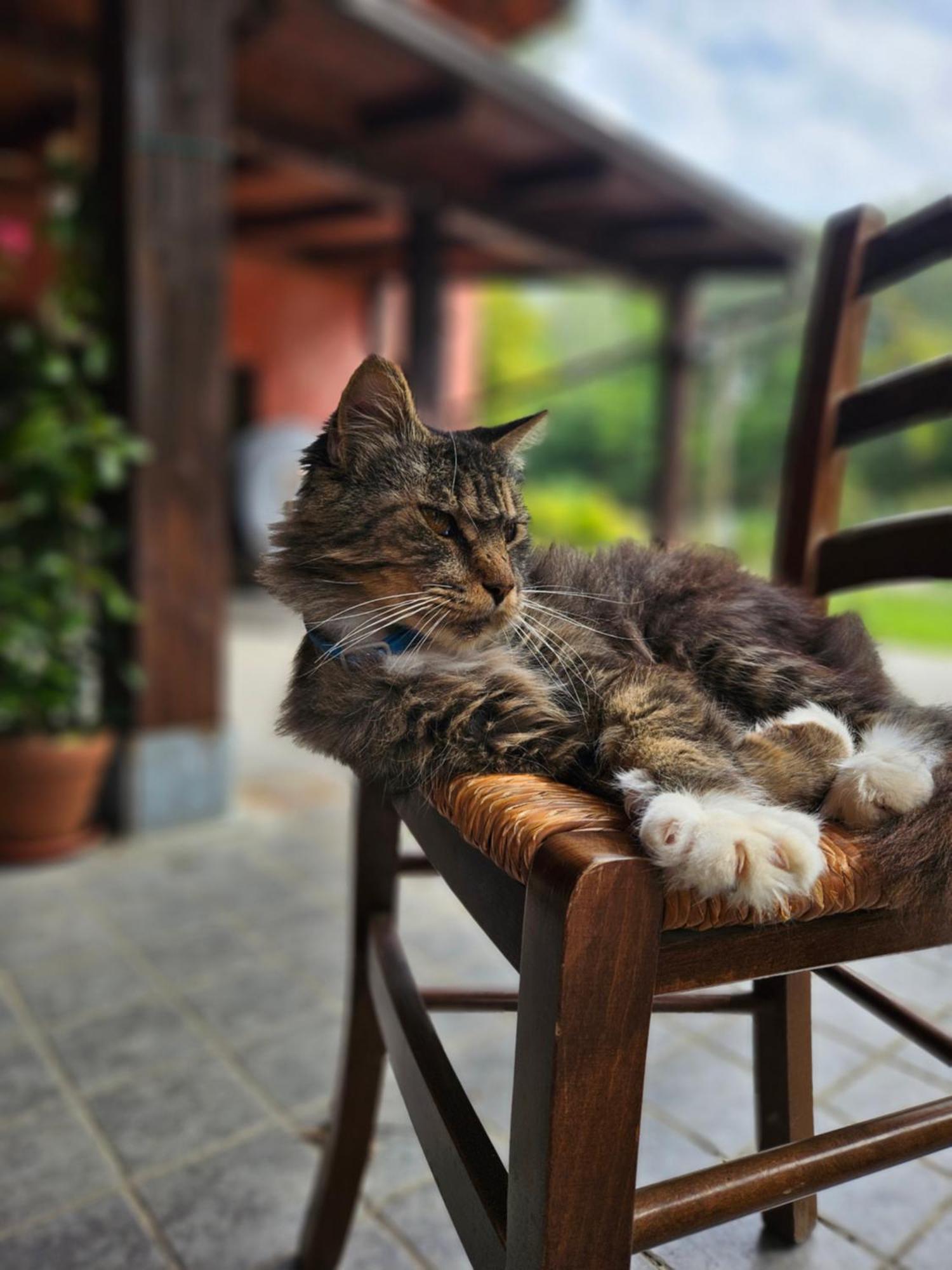 Agriturismo La.Ti.Mi.Da. Βίλα Cassine Εξωτερικό φωτογραφία