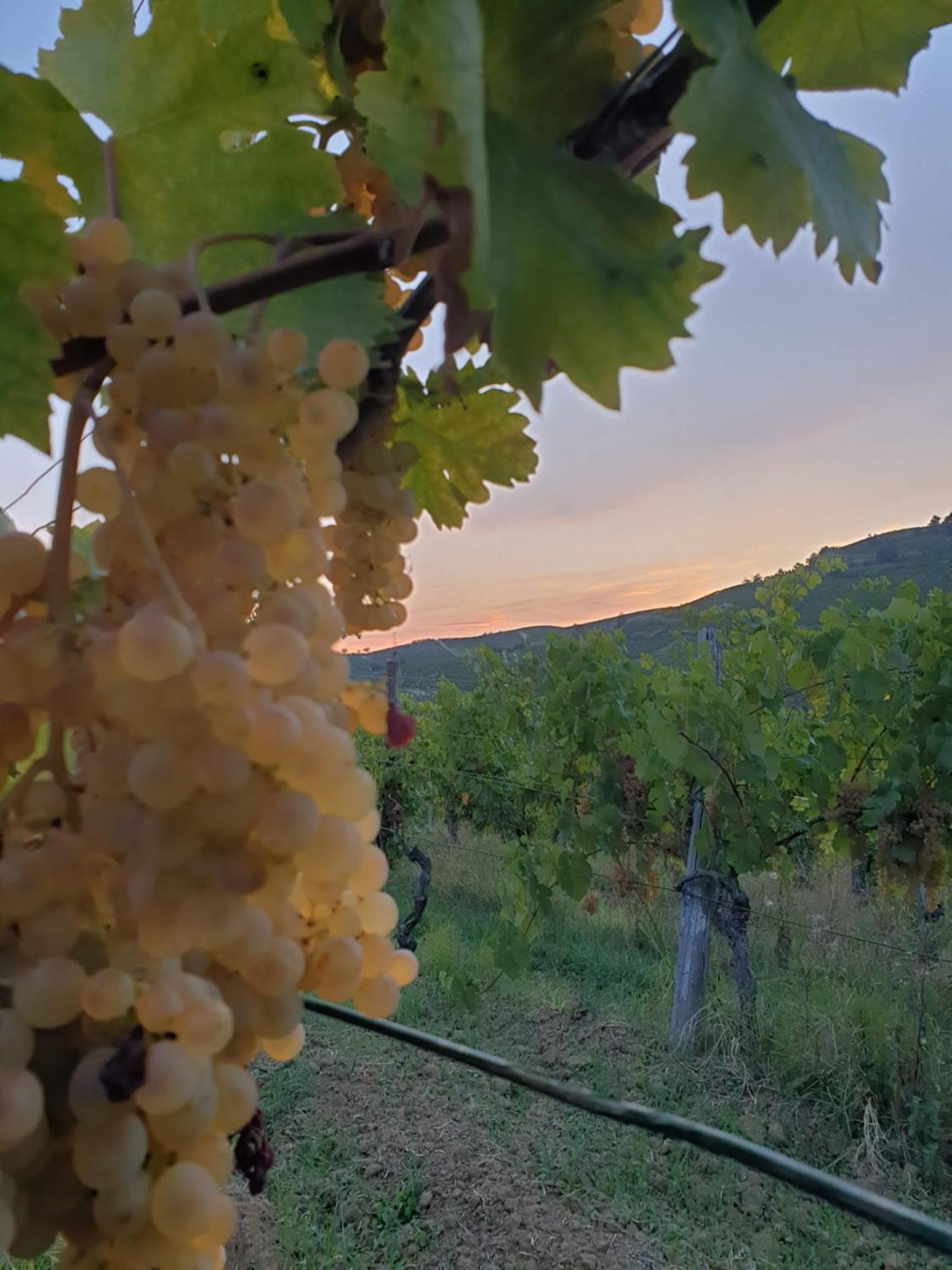 Agriturismo La.Ti.Mi.Da. Cassine Εξωτερικό φωτογραφία