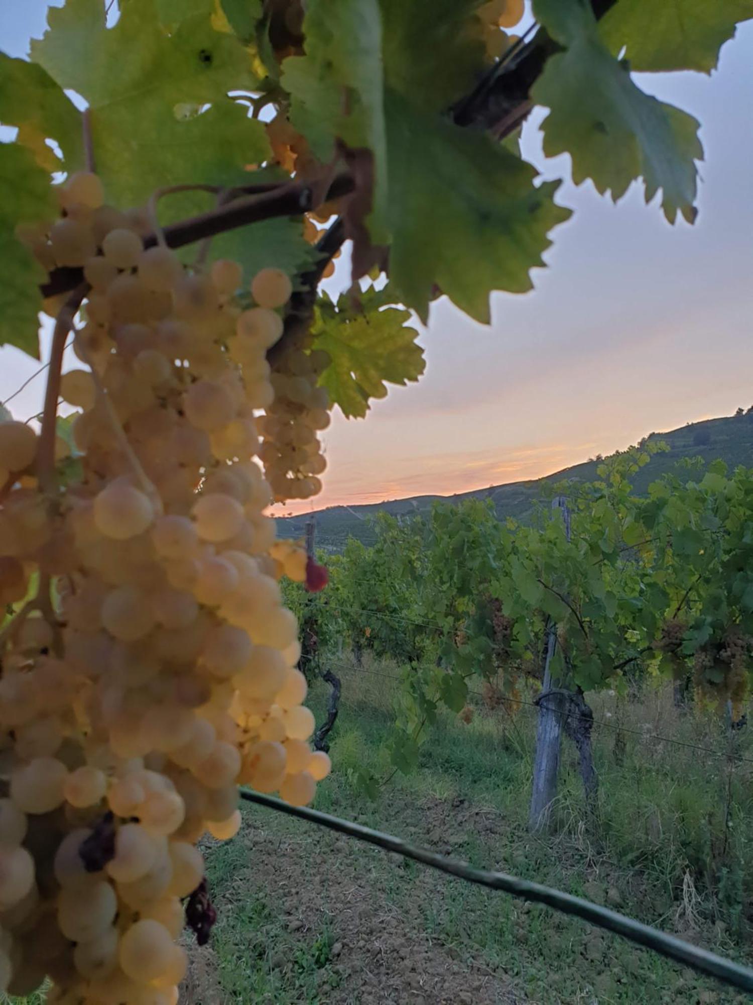 Agriturismo La.Ti.Mi.Da. Βίλα Cassine Εξωτερικό φωτογραφία