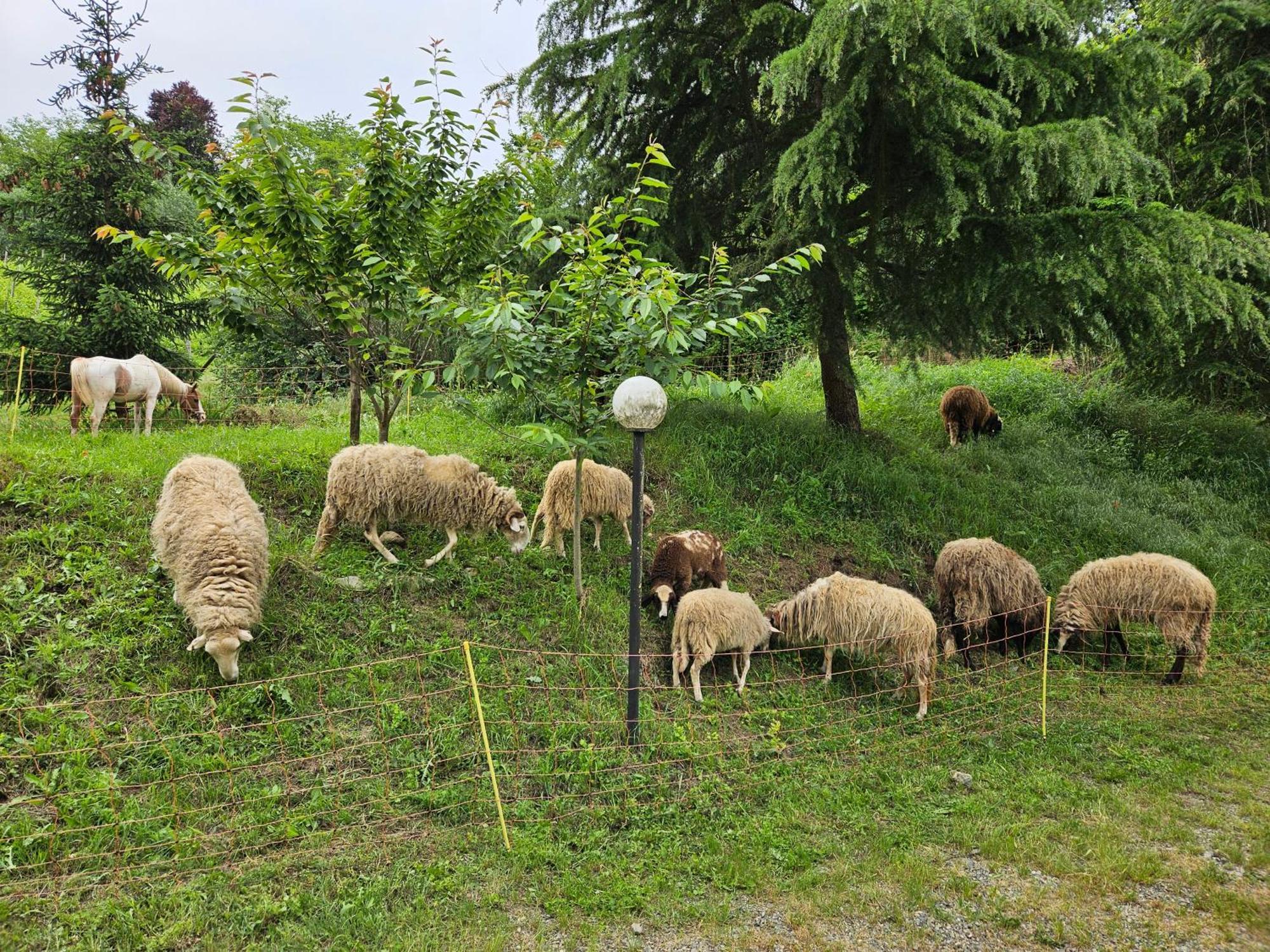 Agriturismo La.Ti.Mi.Da. Βίλα Cassine Εξωτερικό φωτογραφία